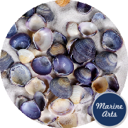 8795-P1 - Violet Clam (Cay Cay) - Project Pack